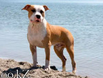 foto228038