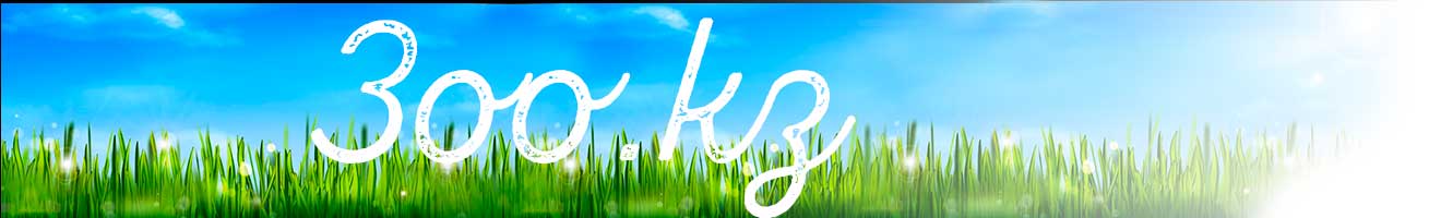 ZOO KZ Профессиональная Платформа Кинолога