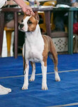 foto227848